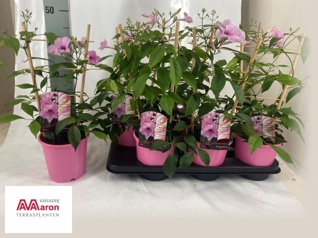 <h4>PAND JASMINOIDES</h4>