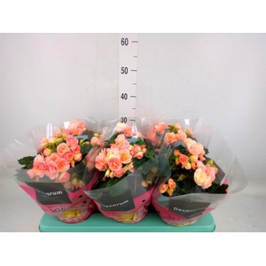 Begonia elat. DU 'Hailey Sunset'