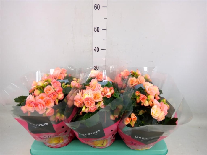 <h4>Begonia elat. DU 'Hailey Sunset'</h4>
