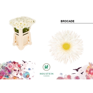 Germini Spider Brocade Water