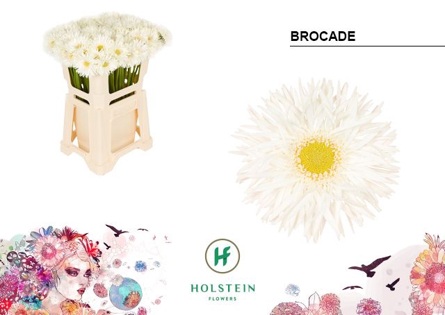 <h4>Germini Spider Brocade Water</h4>