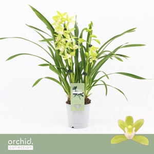 Cymbidium, Mint Source 2-spike 'Orchid Collection'