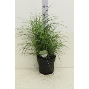 MISC SINENSIS