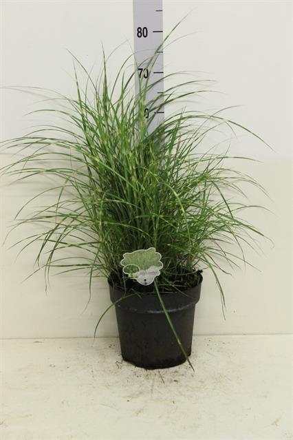 MISC SINENSIS