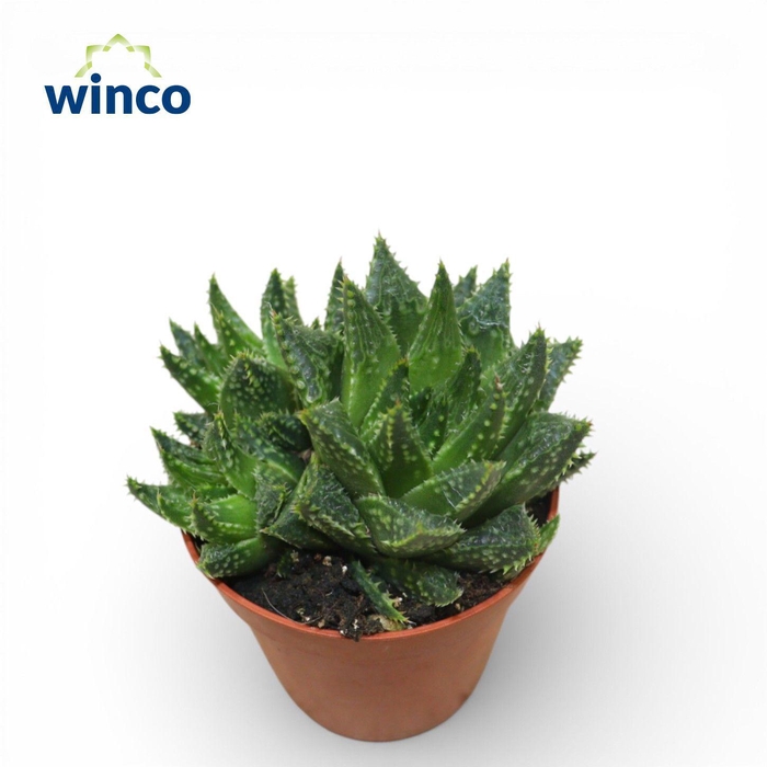 <h4>Haworthia Reticulata</h4>