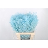 Ruscus. Light Blue Per Stem