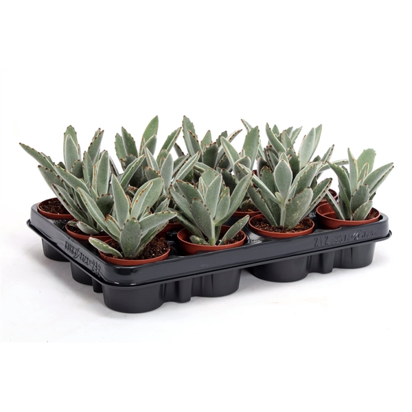 <h4>Kalanchoe tomentosa 8,5 cm</h4>