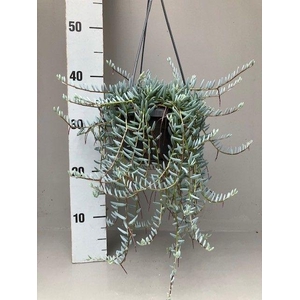 Senecio halianus