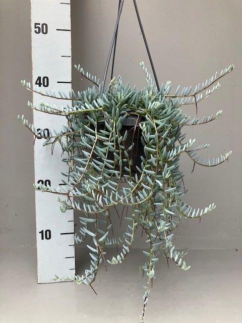 <h4>Senecio halianus</h4>