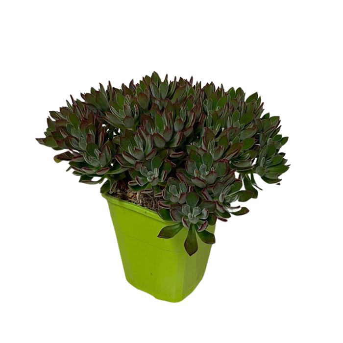 <h4>Echeveria gemengd</h4>