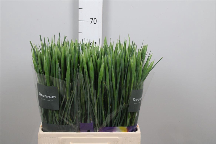 <h4>Iris Shanghai</h4>