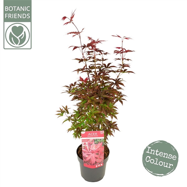 Acer palm. 'Twombly's Red Sentinel' ® extra kwaliteit