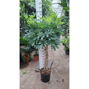 Schefflera Compacta