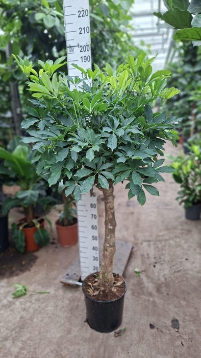 <h4>Schefflera Compacta</h4>