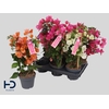 Bougainv Ov