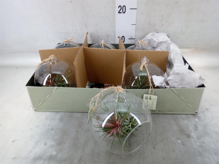 <h4>Arr.  Tillandsia L%</h4>