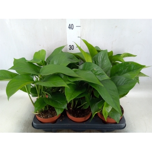 Epipremnum   ...