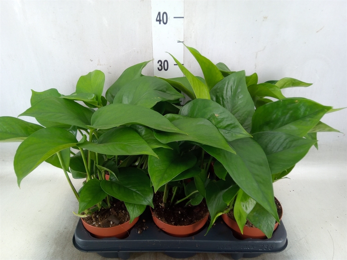 <h4>Epipremnum   ...</h4>