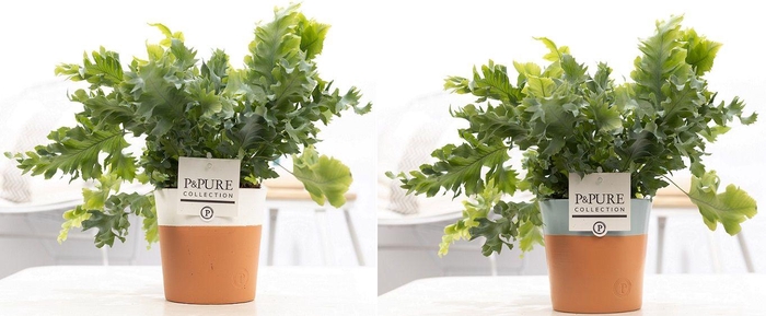 <h4>Phlebodium Davana in P&PURE Terra Cotta 4 ass.2</h4>