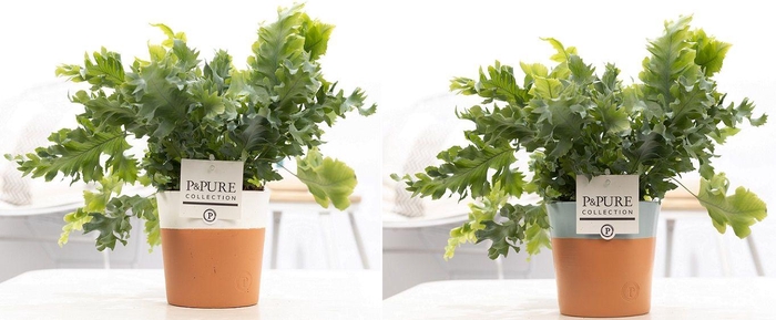 <h4>Phlebodium Davana in P&PURE Terra Cotta 4 ass.2</h4>