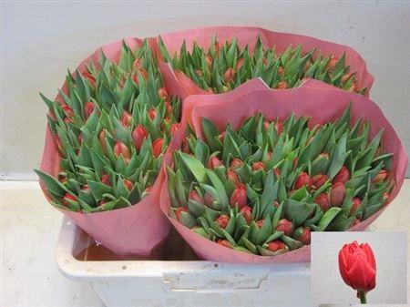 <h4>Tu Du Largo</h4>