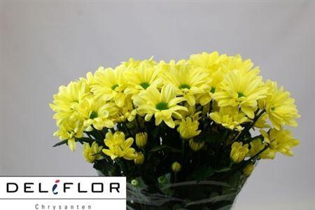 <h4>Chr T Chic Cream</h4>