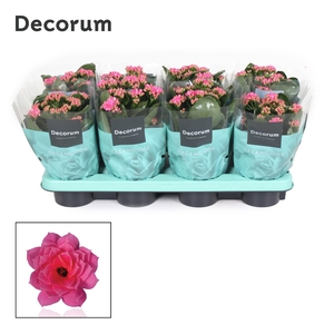 Kalanchoe Decorum - Pink
