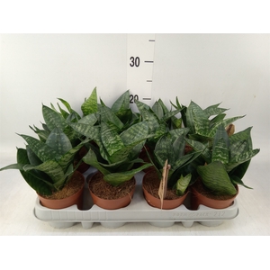 Sansevieria trifa. 'Hahnii'