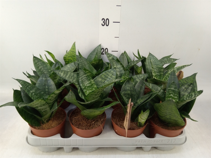 <h4>Sansevieria trifa. 'Hahnii'</h4>