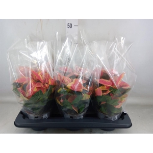 Euphorbia pulc. 'Christ Beau Marbl'