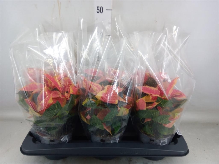 <h4>Euphorbia pulc. 'Christ Beau Marbl'</h4>