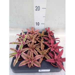 Cryptanthus   ...mix
