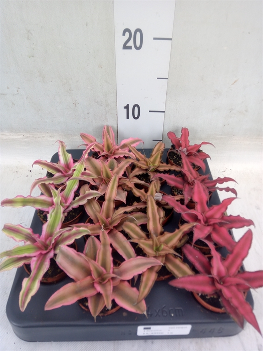 <h4>Cryptanthus   ...mix</h4>