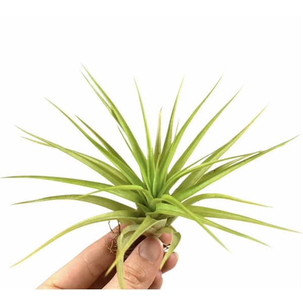 <h4>tillandsia multiflora</h4>