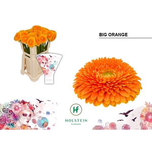 Gerbera Pomponi Big Orange Water