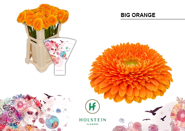 <h4>Gerbera Pomponi Big Orange Water</h4>