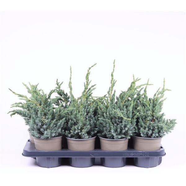 <h4>Juniperus squamata 'Meyeri'</h4>