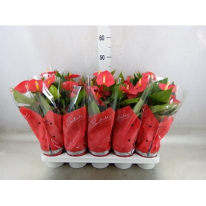 Anthurium andr. 'Esudo'