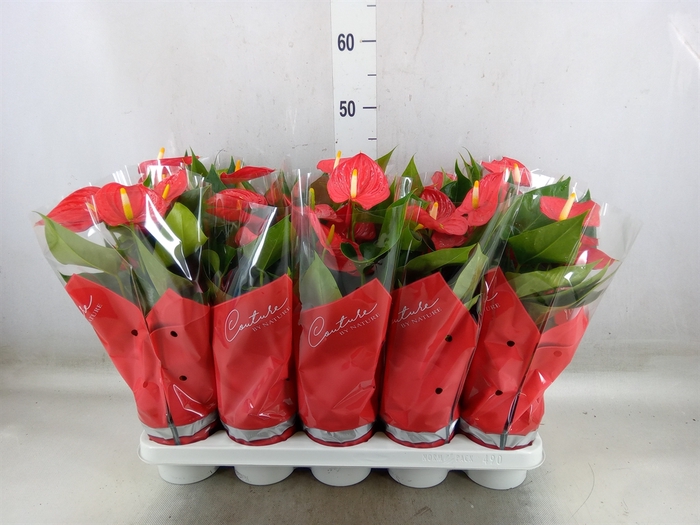 <h4>Anthurium andr. 'Esudo'</h4>