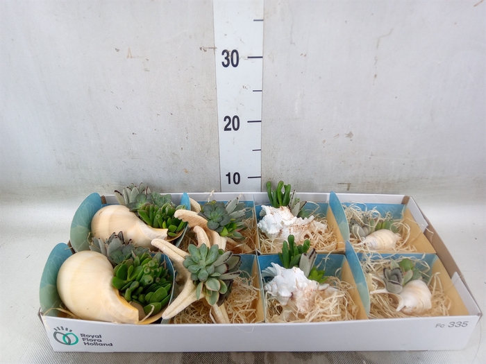 <h4>Planten  ..in schelp L%</h4>