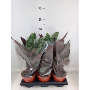 Apoballis acuminatissima