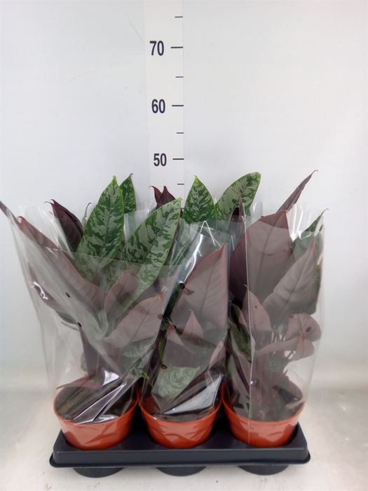 <h4>Apoballis acuminatissima</h4>