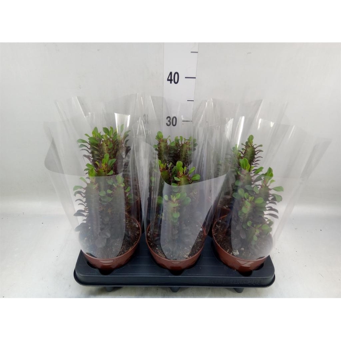 <h4>Euphorbia trigona 'Rubra'</h4>