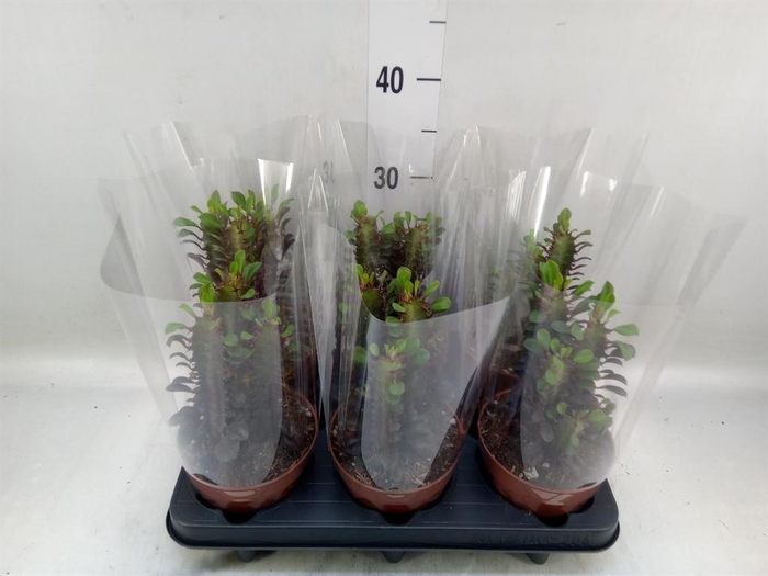 <h4>Euphorbia trigona 'Rubra'</h4>