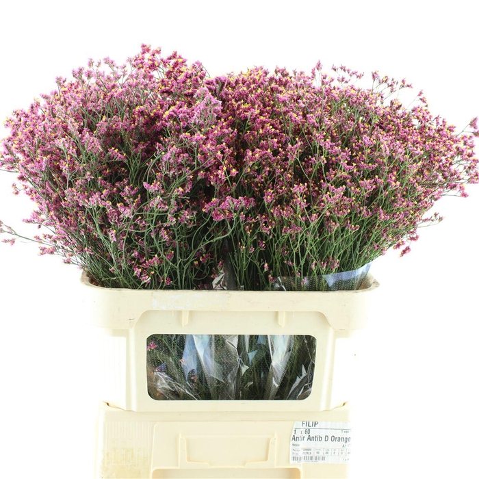 Limonium Joy Red X50