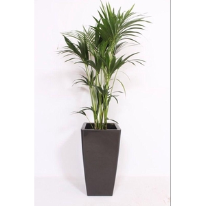 Howea Forsteriana in Piza pot 