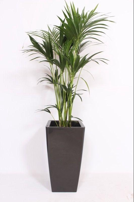 <h4>Howea Forsteriana in Piza pot "antraciet"</h4>