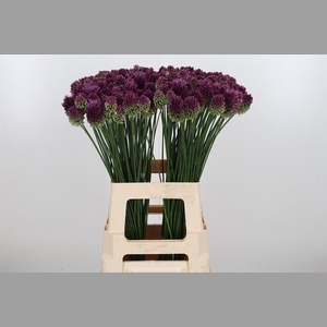 Allium Sphaerocephal (kogel)