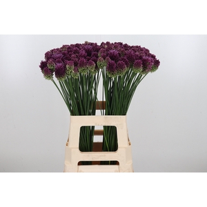 Allium Sphaerocephal (kogel)