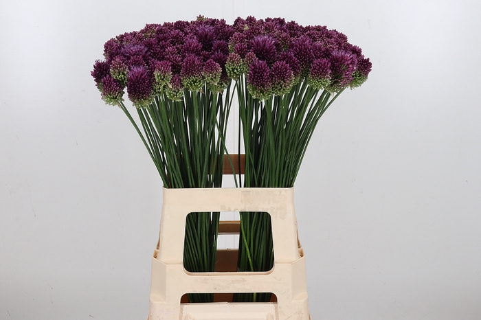 <h4>Allium Sphaerocephal (kogel)</h4>